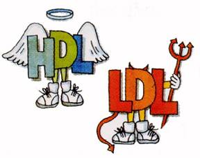 hdl ldl