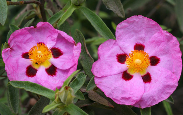 cistus