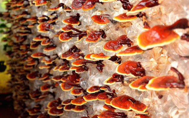 reishi