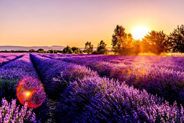 levandula 696x464 1